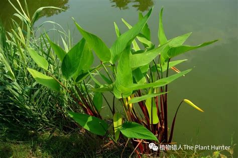 垂花水竹芋